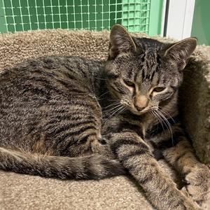 Calypso, available for adoption