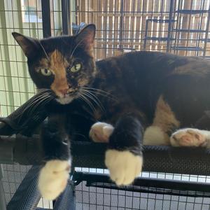 Esmerelda (Freaky), adult, available for adoption