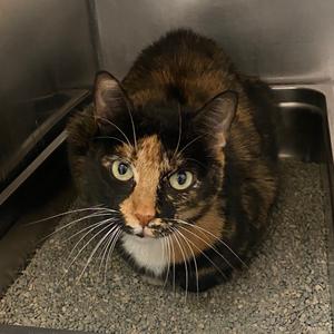 A calico cat with green eyes and long white whiskers sitting in a metal enclosure.