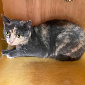 Bisque, adult, available for adoption