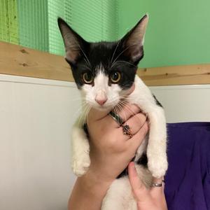 Bonsai, kitten, available for adoption