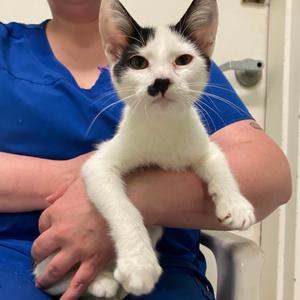 Frodo, kitten, available for adoption