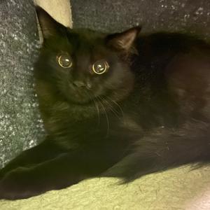 Ketchup, kitten, available for adoption