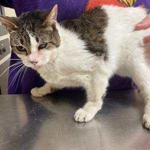 Mao Mao, senior, available for adoption