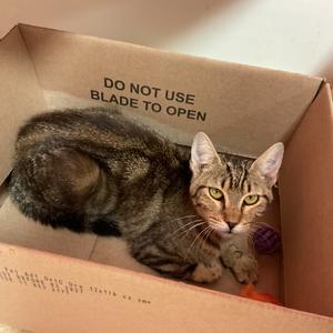 Danni, available for adoption