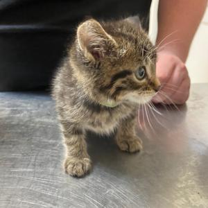 Ning Ning, kitten, available for adoption