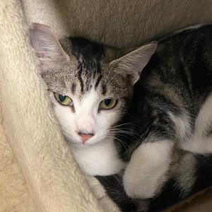 Cherry, kitten, available for adoption