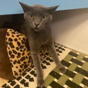 Otis, adult, available for adoption