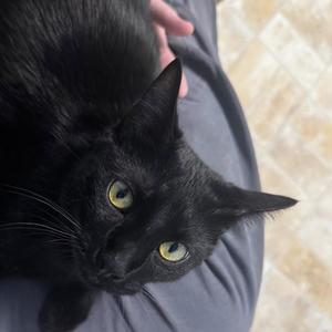 Riven, adult, available for adoption