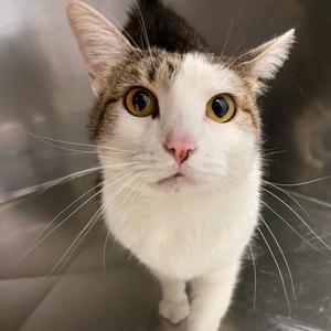 Esme, adult, available for adoption