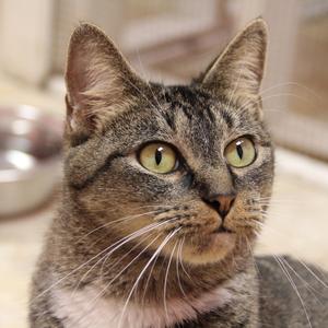 A close-up of a tabby cat with green eyes and white whiskers.