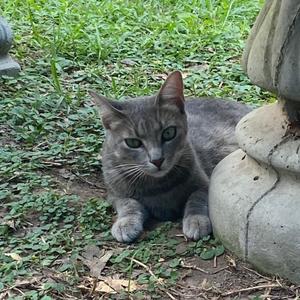 Claire, adult, available for adoption