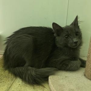 Mustard, kitten, available for adoption