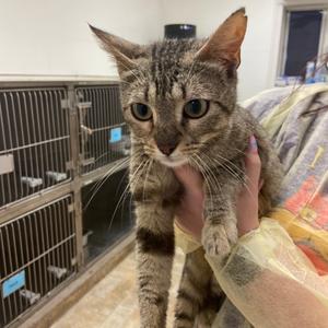 Crispy, adult, available for adoption