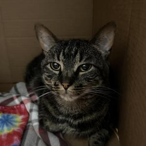 Boo, senior, available for adoption