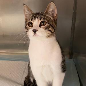 Hanna, kitten, available for adoption