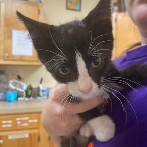 Juju, kitten, available for adoption