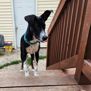 Lexie, Border Collie, puppy, available for adoption