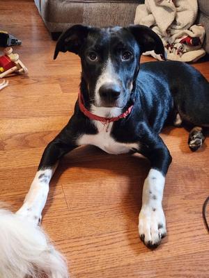 Joe, Border Collie, young, available for adoption