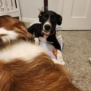 Little Joe, Border Collie, puppy, available for adoption