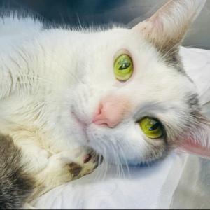 A white cat with green eyes lying on a white surface.