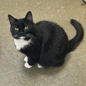 April 2026, adult, available for adoption