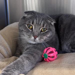 A gray cat with yellow eyes is lying on a beige surface, holding a pink toy with a green center in its paw.