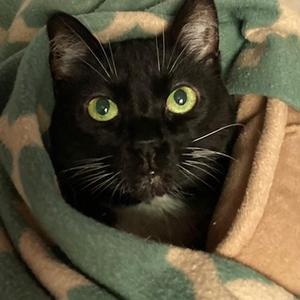 Jasmine 2023, senior, available for adoption