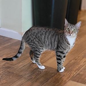 Jackie 2022, adult, available for adoption