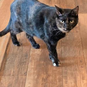 Auburn, adult, available for adoption