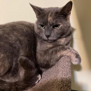 Dolce 2022, adult, available for adoption