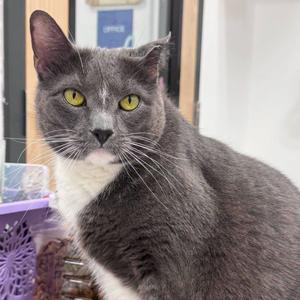 Iron 2021, adult, available for adoption