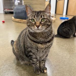 Hermoine 2023, adult, available for adoption