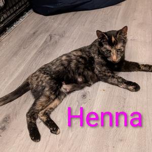Henna 2025, adult, available for adoption