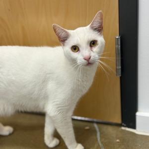 Danish 2026, adult, available for adoption