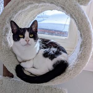 Jennie 2025, young, available for adoption