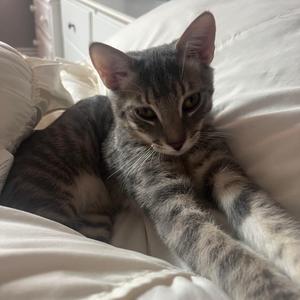 Cortland 2026, available for adoption