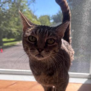 Bella 2026, adult, available for adoption