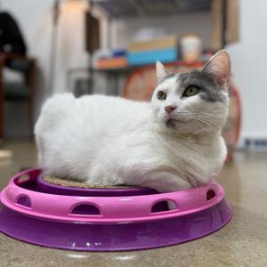 Cee Cee 2023, adult, available for adoption
