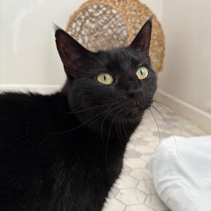 Lilac 2024, senior, available for adoption
