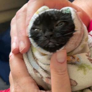 Diamond 2026, available for adoption