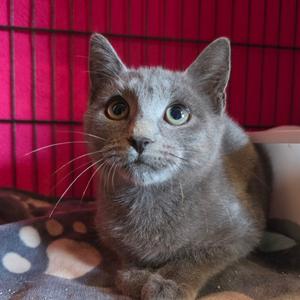 Acorn 2026, kitten, available for adoption