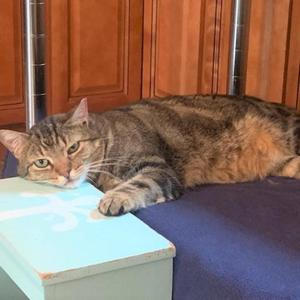 Hawkeye, senior, available for adoption