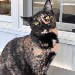 Abigail 2026, young, available for adoption