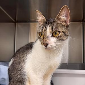 (The) Blair (Witch) 2026, adult, available for adoption