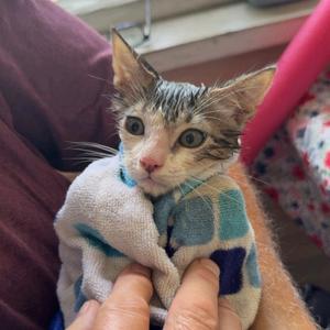 Louie 2026, available for adoption