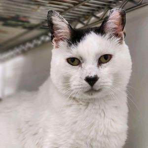 A close-up of a white cat with black markings on its head and ears, looking directly at the camera.