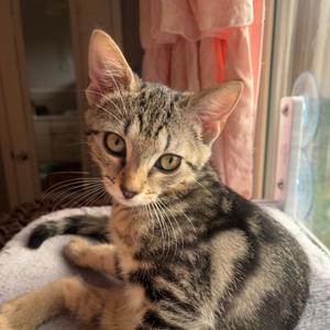 Fiji 2026, available for adoption