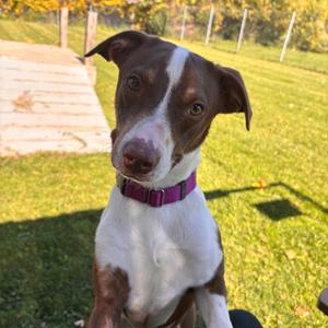 Akeman, Mixed Breed (Medium), young, available for adoption