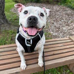 Lumi, Terrier, available for adoption
